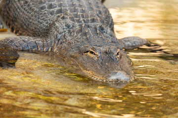 A view of an American alligator.