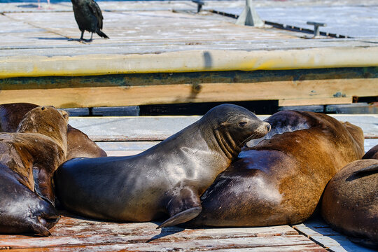 A sea lion on a platform