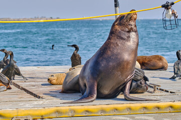 Fototapeta premium california sea lions