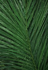 Emerald green palm leaf, close-up revealing fine details ,  natural,  photography,  green