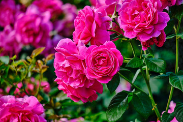 pink rose bush