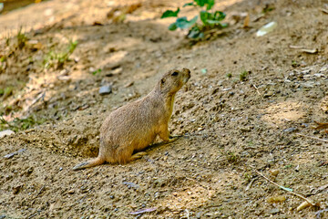 prairie dog on the ground