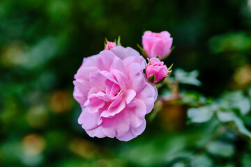 Fototapeta premium Macro shot of a pink flower surrounded by smaller flowers