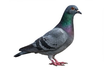 Fototapeta premium A pigeon standing with its feathers puffed out isolated on white background