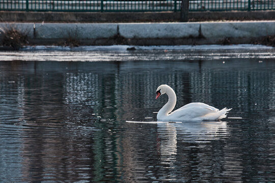 swans on the lake