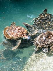 Hawksbill turtles at Baraka Natural Aquarium in Nungwi