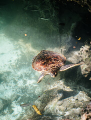 Hawksbill turtle at Baraka Natural Aquarium in Nungwi