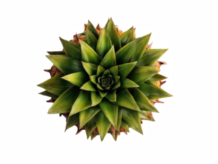 Vibrant green pineapple top detailed close up studio shot tropical fruit on transparent background