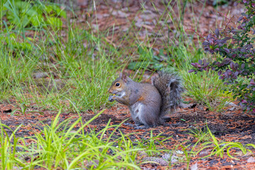 Eastern gray squirrel, known as the grey squirrel is native animal  to eastern North America