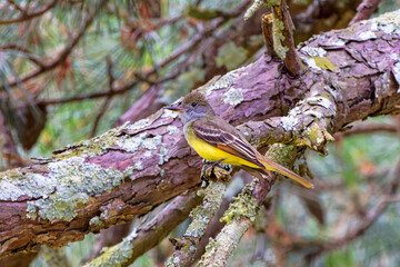 The great crested flycatcher (Myiarchus crinitus) is a large insect-eating bird of the tyrant flycatcher
