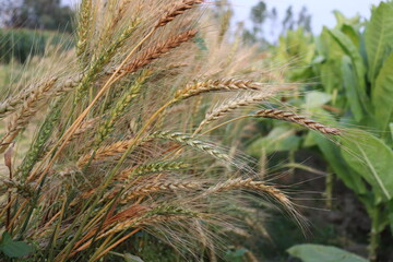 Closeup of Ripe Golden Wheat Stalks and Green Leafs against Out of Focus Background