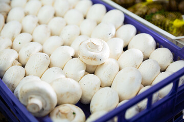Close-up view of bunch of fresh champignon mushrooms. Pile of common mushrooms.