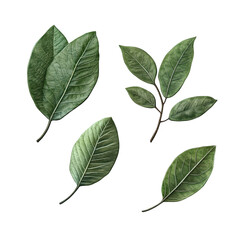 Elegant green leaves botanical illustration set dark background eco twig on transparent background