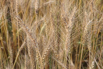 Golden Wheat Stalks Flourishing in Field with Blurry Background, Agriculture Concept