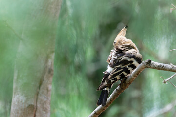 Common hoopoe on the tree branch © Bhutan Japan Nature