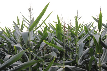 Obraz premium Low angle cornfield with long green leaves and tasseled stalks against a bright sky