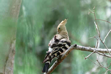Common hoopoe on the tree branch