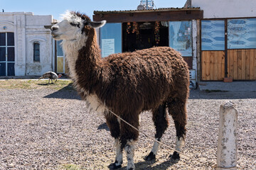 alpaca in the mountains