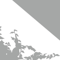 a leaf shadow background