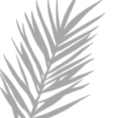 a leaf shadow background