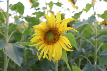 Vibrant Sunflower Blooms in Outdoor Field, Sunlit Yellow Petals, Agriculture