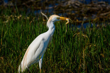 Fototapeta premium A Cattle Egret, Bubulcus ibis, standing in a marshy wetland with a large fog in its yellow beak. The bird has white plumage with a yellow bill and yellowish legs. Cattle Egret with a frog in its mouth