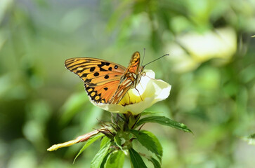 A beautiful wild passionflower butterfly (Agraulis vanillae) on Chanana flower (Turnera subulata) in the garden on a sunny day