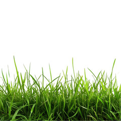 Fototapeta premium Vibrant green grass blades isolated on lush spring meadow texture natural on transparent background