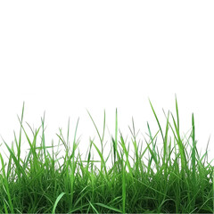 Fototapeta premium Vibrant green grass blades isolated on lush spring meadow nature texture on transparent background