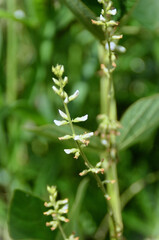Perennial soybean (Neonotonia wightii) growing in the middle of the forest on a sunny day