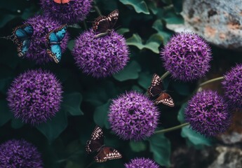 Vibrant butterflies dancing among blooming purple allium flowers in a serene natural garden setting, showcasing the beauty of nature and wildlife harmony.