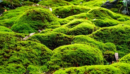 Fototapeta premium Lush Green Moss Covering Rocks in a Tranquil Forest Setting