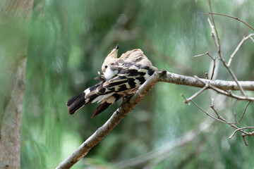 Hoopoe on the branch