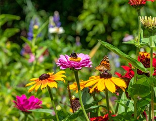 Vibrant Flowers and Butterflies in a Colorful Garden Scene