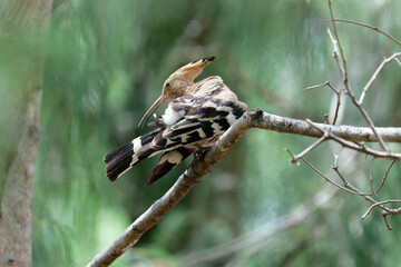 Hoopoe on the branch