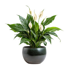 A Potted Peace Lily with Elegant Flowers Isolated on Transparent Background