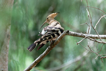 Hoopoe on the branch