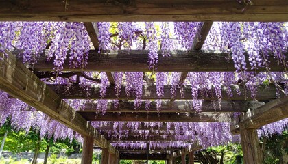 Beautiful Wisteria Blossoms Hanging from Wooden Pergola Structure