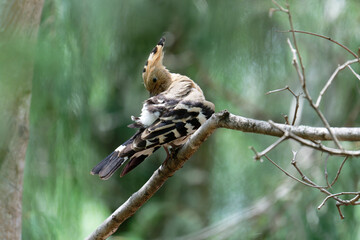 Hoopoe on the branch