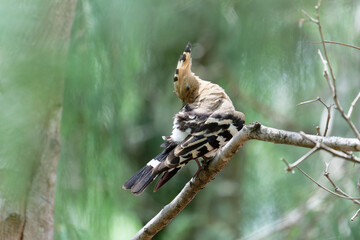 Hoopoe on the branch