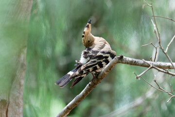 Hoopoe on the branch © Bhutan Japan Nature