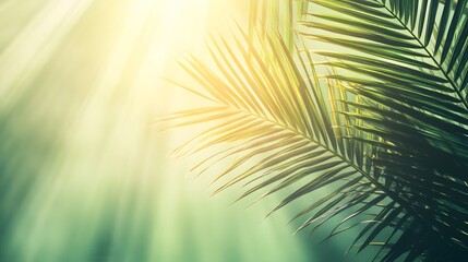 Obraz premium Radiant sunlight through tropical foliage.
