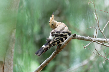Hoopoe on the branch