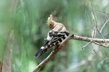 Hoopoe on the branch