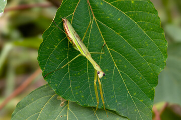 praying mantis on leaf