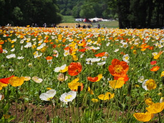the beautiful colorful corn poppy in the park