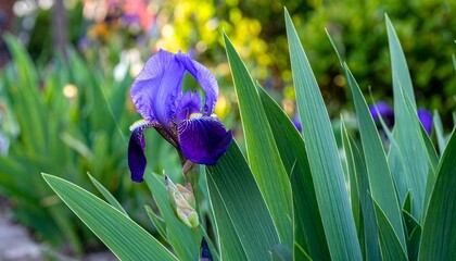 Vibrant Purple Iris Bloom Surrounded by Lush Green Leaves in Garden