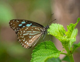 Obraz premium Butterfly Perched on Leaf Showing Vibrant Patterns and Colors