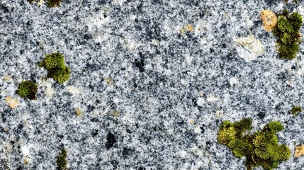 Close-up view of textured gray stone surface with small plants.