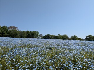 the beautiful blue flower "Nemophila" in the park 